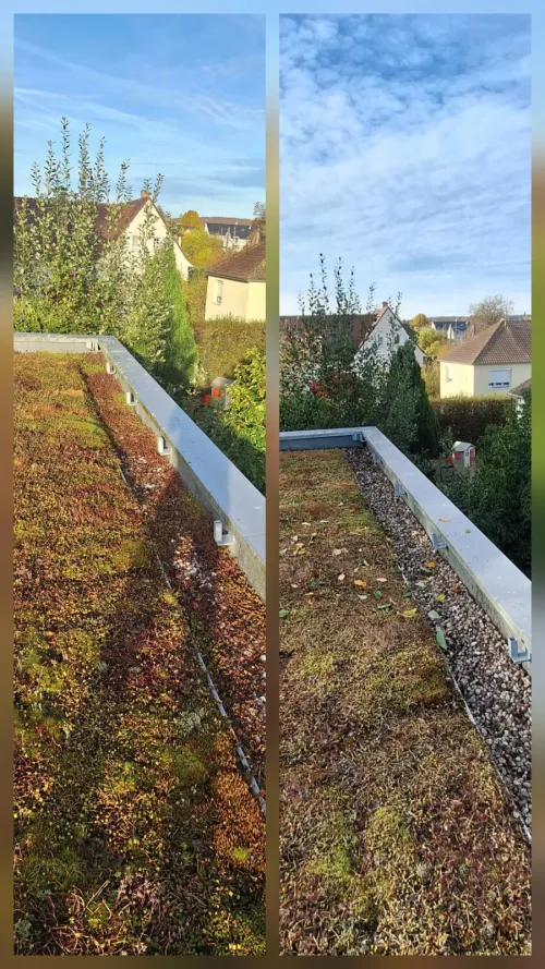 Toiture-terrasse végétalisée : bande de gravier périphérique dégagée de la végétation