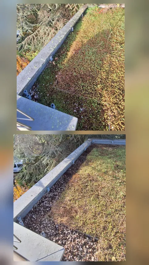 Bande de gravier le long de l'acrotère désherbée sur une toiture-terrasse végétalisée